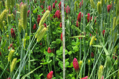 R.-Wilkins-Winter-Coger